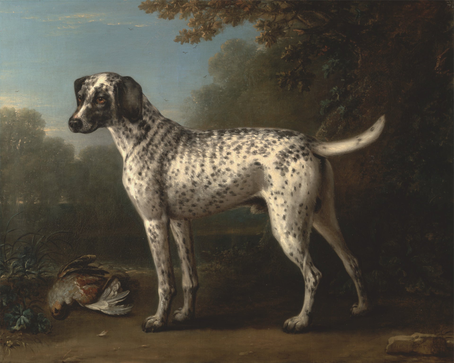 A Grey Spotted Hound, vintage artwork by John Wootton, 12x8" (A4) Poster