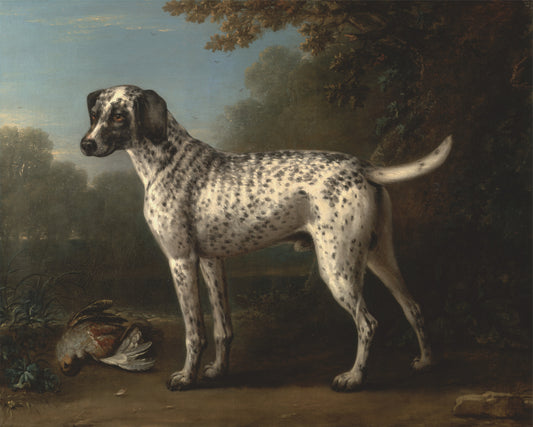 A Grey Spotted Hound, vintage artwork by John Wootton, 12x8" (A4) Poster