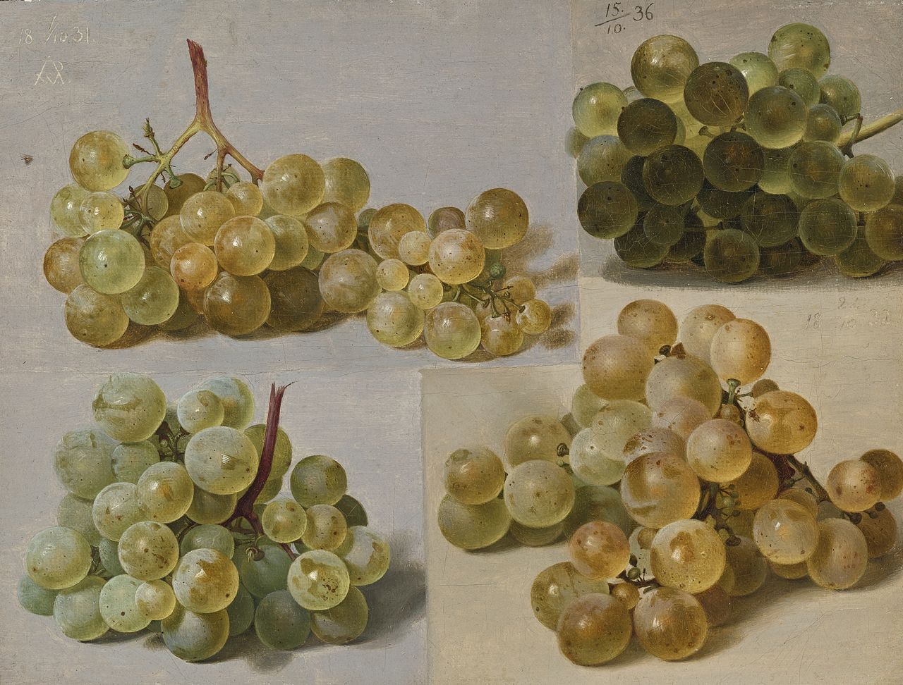 White Grapes, vintage artwork by Johann Wilhelm Preyer, A3 (16x12") Poster Print