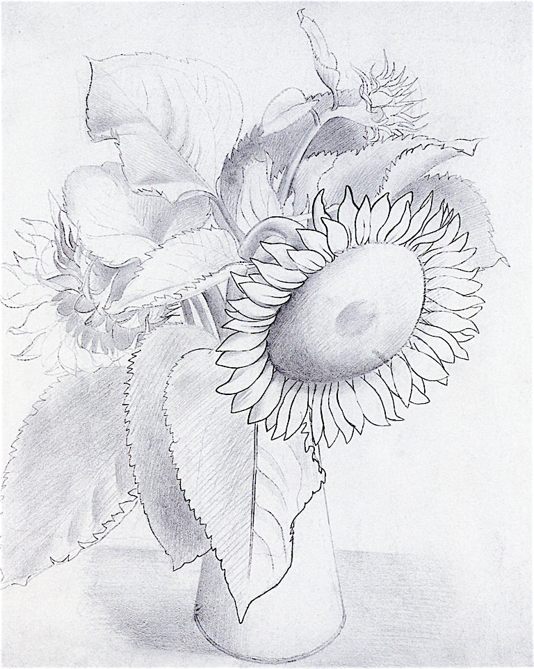 Drawing of a Sunflowers, vintage artwork by Eric Ravilious, 12x8" (A4) Poster
