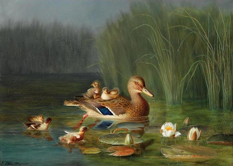 Wild duck with its ducklings, vintage artwork by Frants Diderik Bøe, A3 (16x12") Poster Print