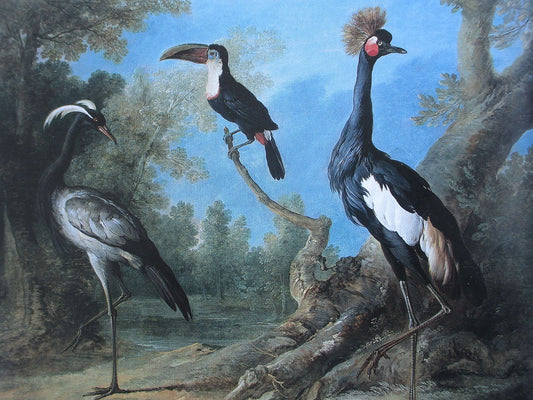 Demoiselle crane, toucan and crowned crane in a landscape, vintage artwork by Jean-Baptiste Oudry, 12x8" (A4) Poster