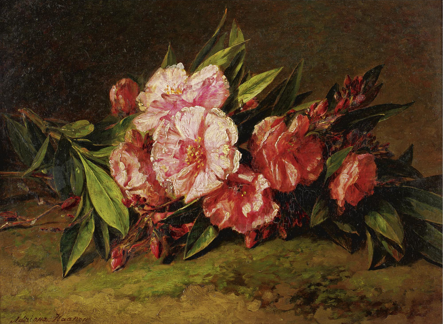 Azalea blossoms on a ledge, vintage artwork by Adriana Johanna Haanen, A3 (16x12") Poster Print