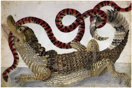 A Surinam caiman fighting a South American false coral snake, vintage artwork by Maria Sybilla Merian, 12x8" (A4) Poster