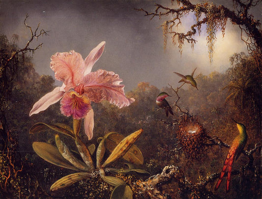 Cattleya Orchid and Three Brazilian Hummingbirds, vintage artwork by Martin Johnson Heade, A3 (16x12") Poster Print