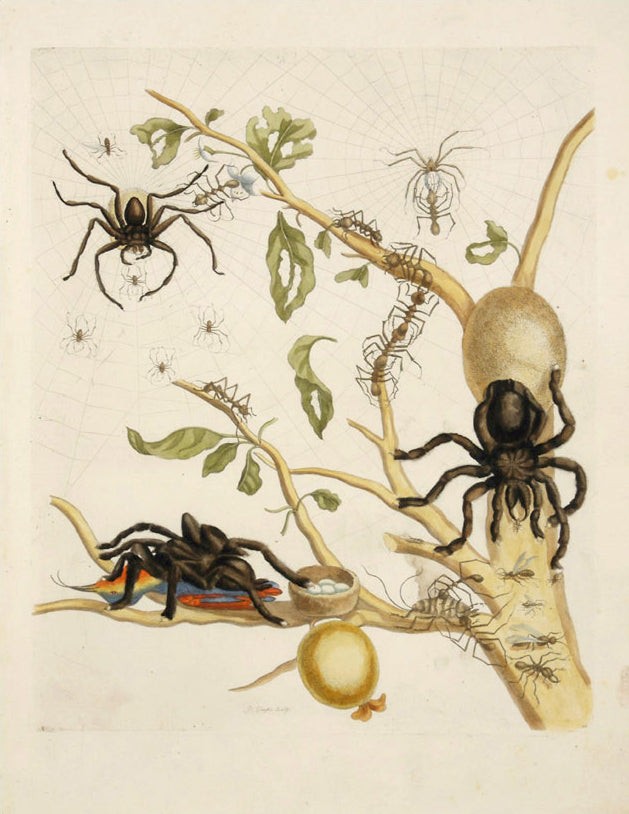Tarantula & Weaver Ants in Guava Tree, vintage artwork by Maria Sybilla Merian, 12x8" (A4) Poster