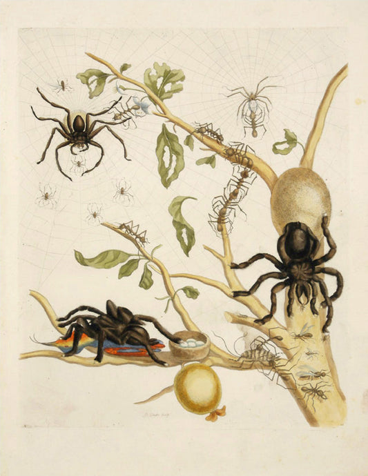 Tarantula & Weaver Ants in Guava Tree, vintage artwork by Maria Sybilla Merian, 12x8" (A4) Poster