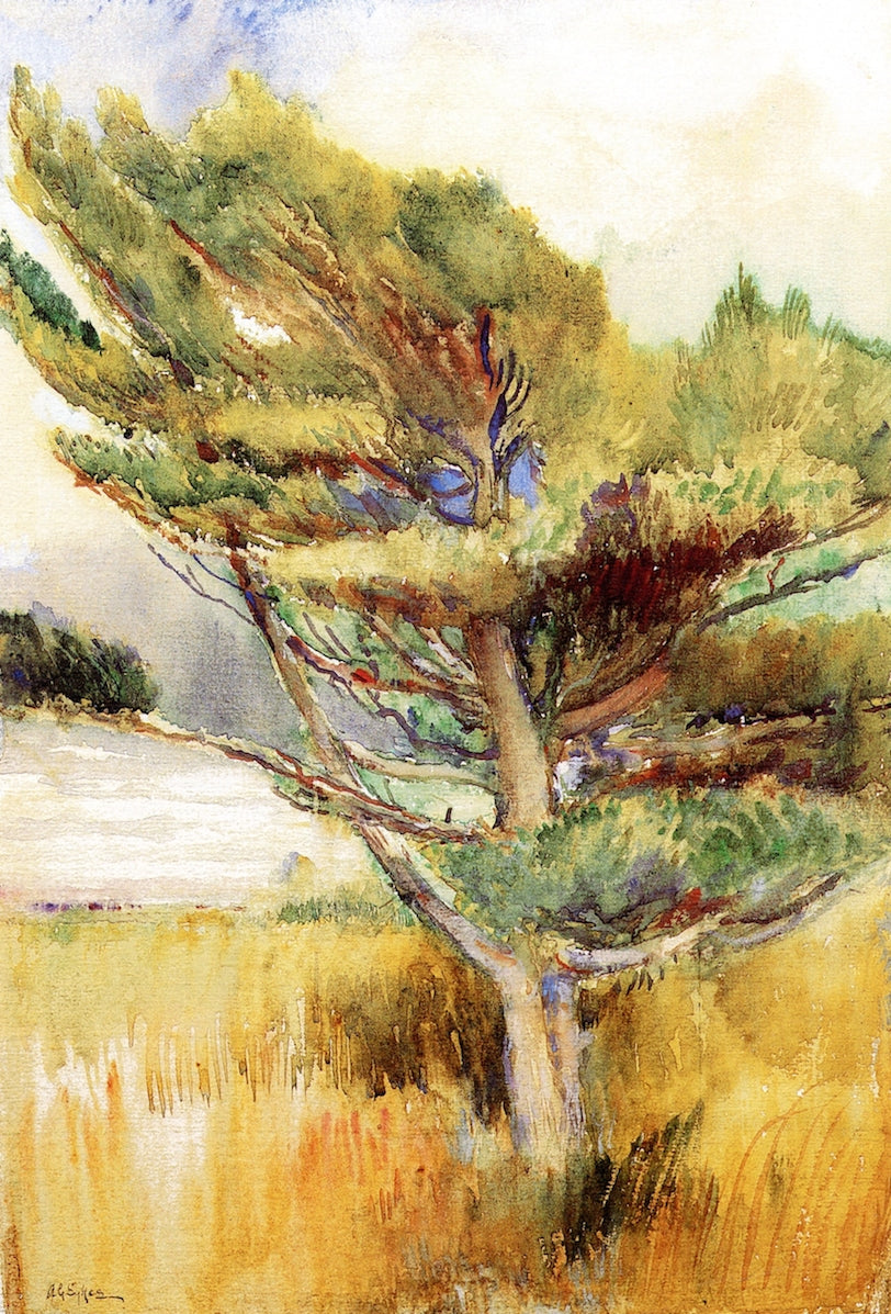 Windswept Pine, vintage artwork by Annie G. Sykes, 12x8" (A4) Poster