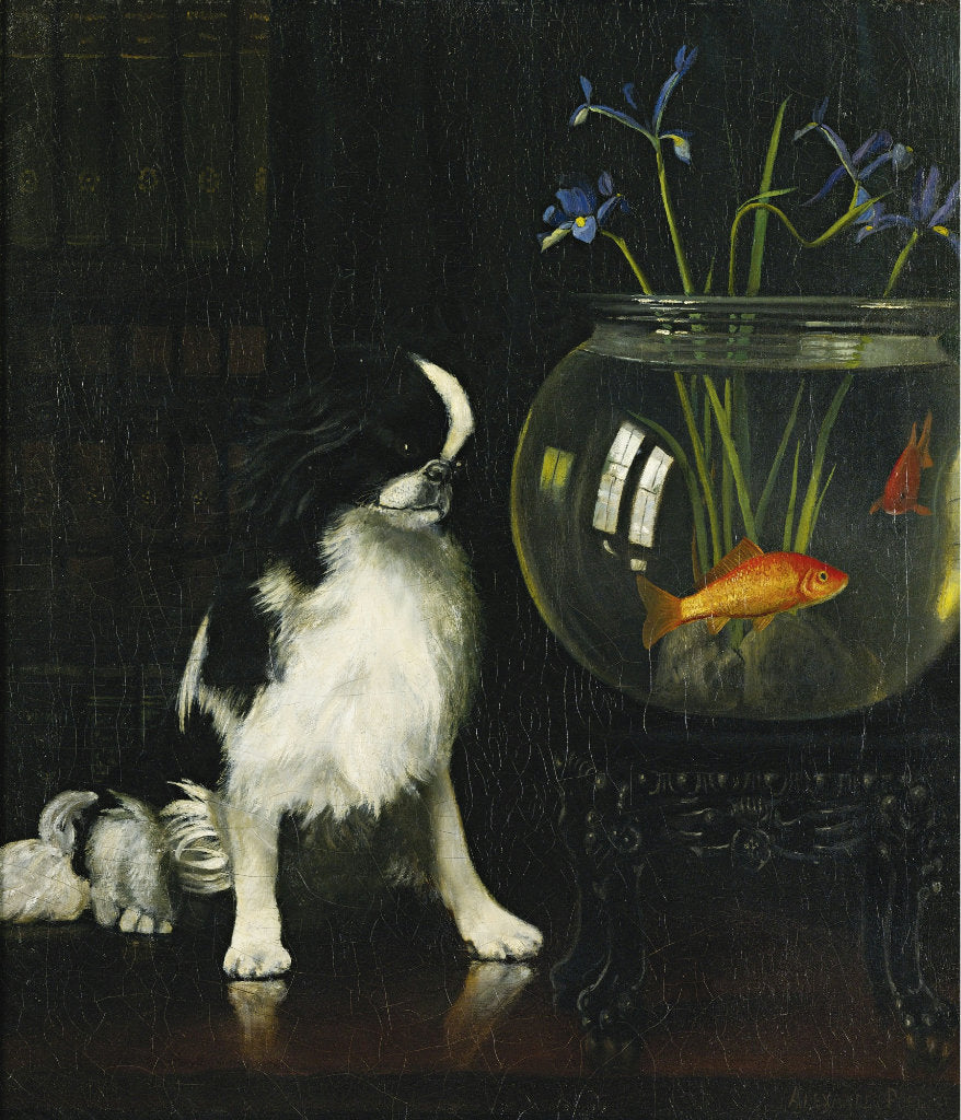 Japanese Chin and Goldfish, vintage artwork by Alexander Pope, 12x8" (A4) Poster