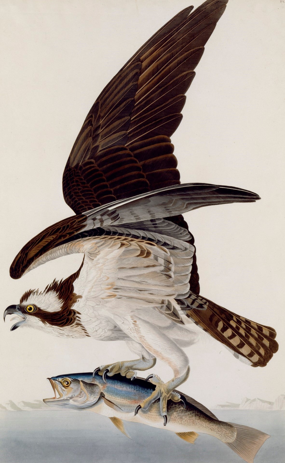 Fish Hawk or Osprey, vintage artwork by John James Audubon, 12x8" (A4) Poster