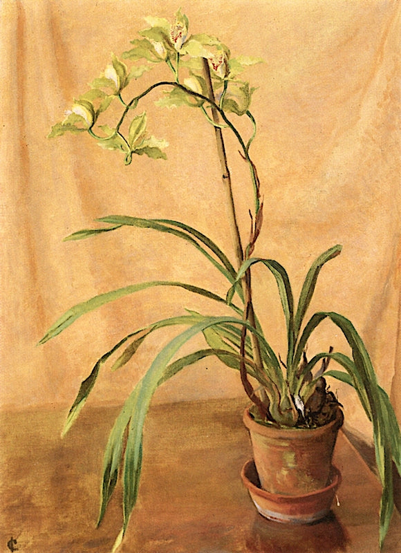 Green Cymbidium by Isabel Codrington,16x12(A3) Poster