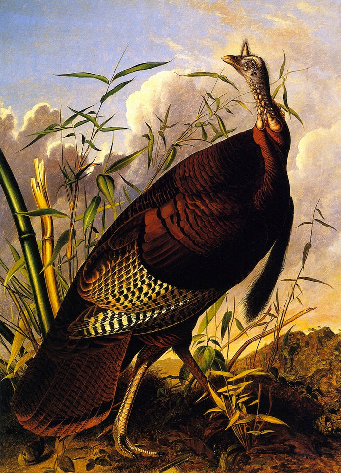 Wild Turkey, vintage artwork by John James Audubon, 12x8
