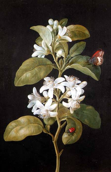 Pear Flower, vintage artwork by Barbara Regina  Dietzsch, 12x8" (A4) Poster