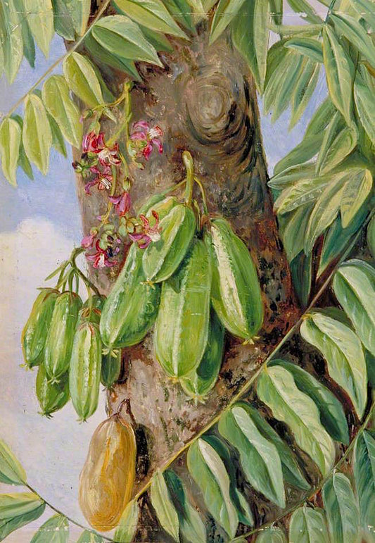 The Bilimbi or Blimbing, Jamaica, vintage artwork by Marianne North, 12x8" (A4) Poster