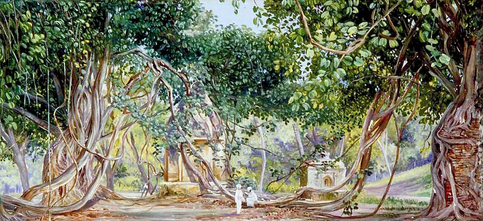 Bauhinia Creeper Crushing Tombs, Saharanpur, India, vintage artwork by Marianne North, 12x8" (A4) Poster