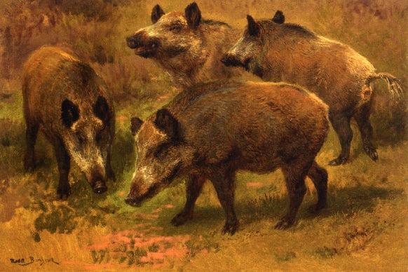 Four Boars in a Landscape, vintage artwork by Rosa Bonheur, A3 (16x12") Poster Print