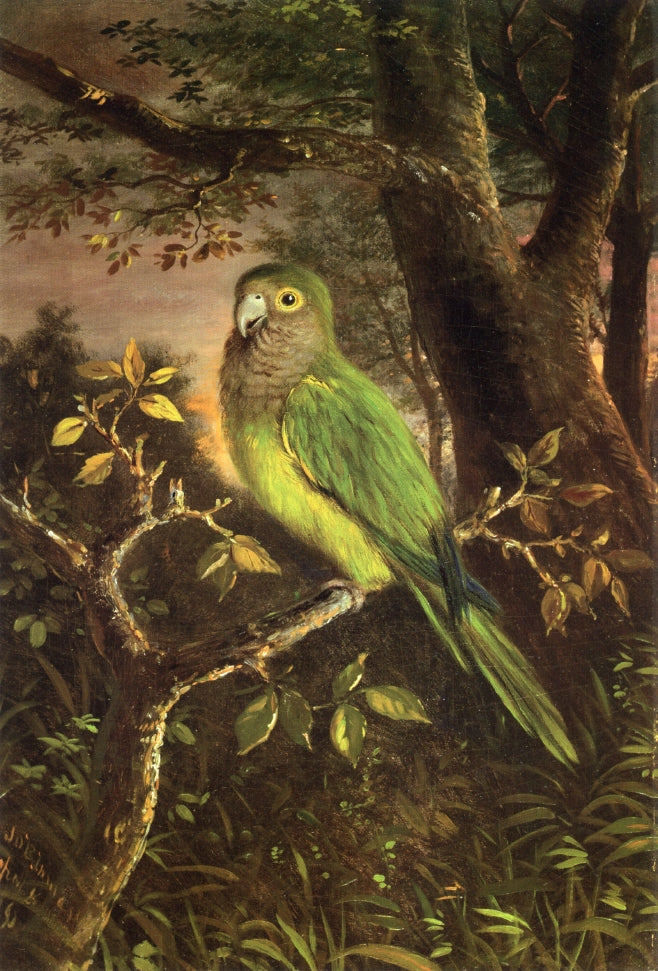 Parrot on a Branch, vintage artwork by John O'Brien Inman, 12x8" (A4) Poster