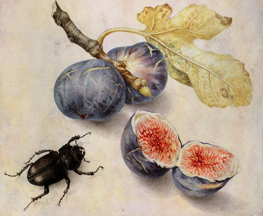 Figs and cockchafer, vintage artwork by Giovanna Garzoni, 12x8" (A4) Poster
