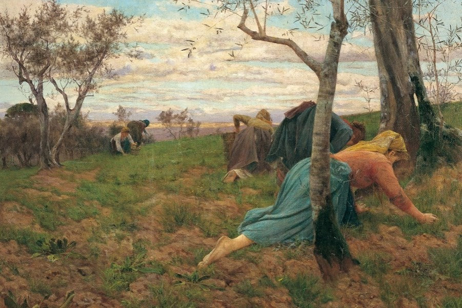 Picking Olives, vintage artwork by Adolfo Tommasi, 12x8" (A4) Poster