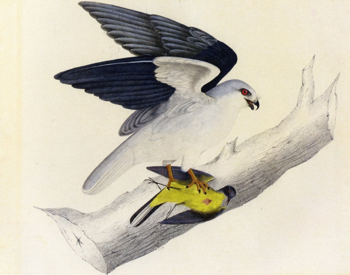 White-tailed Kite, vintage artwork by John James Audubon, 12x8