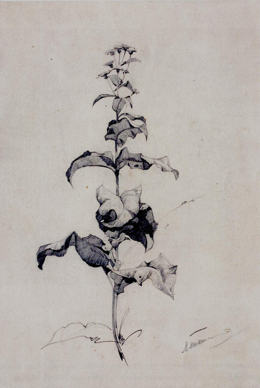 Study of a Flower, vintage artwork by Mikhail Tkachenko, 12x8" (A4) Poster