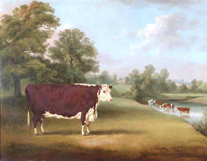 Hereford Cow near Cronkhill Farmhouse, vintage artwork by William Henry Davis, 12x8" (A4) Poster