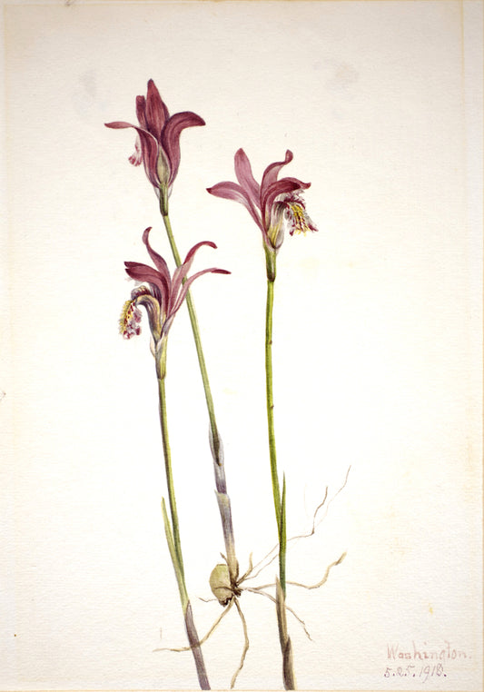 Arethusa (Arethusa bulbosa), vintage artwork by Mary Vaux Walcott, 12x8" (A4) Poster