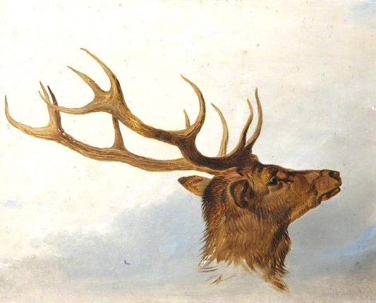 Head of a Stag (profile to right), vintage artwork by Richard Ansdell, A3 (16x12") Poster Print