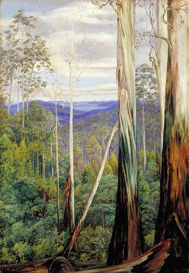 Blue Gum Trees, Silver Wattle and Sassafras on the Huon Road, Tasmania, vintage artwork by Marianne North, 12x8" (A4) Poster