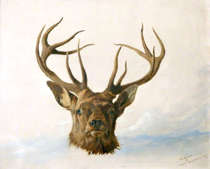 Head of a Stag (Full Face), vintage artwork by Richard Ansdell, A3 (16x12