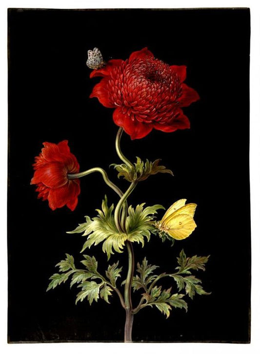 Poppy Anemone with 2 butterflies, a Brimstone and a Magpie Moth., vintage artwork by Barbara Regina  Dietzsch, 12x8" (A4) Poster