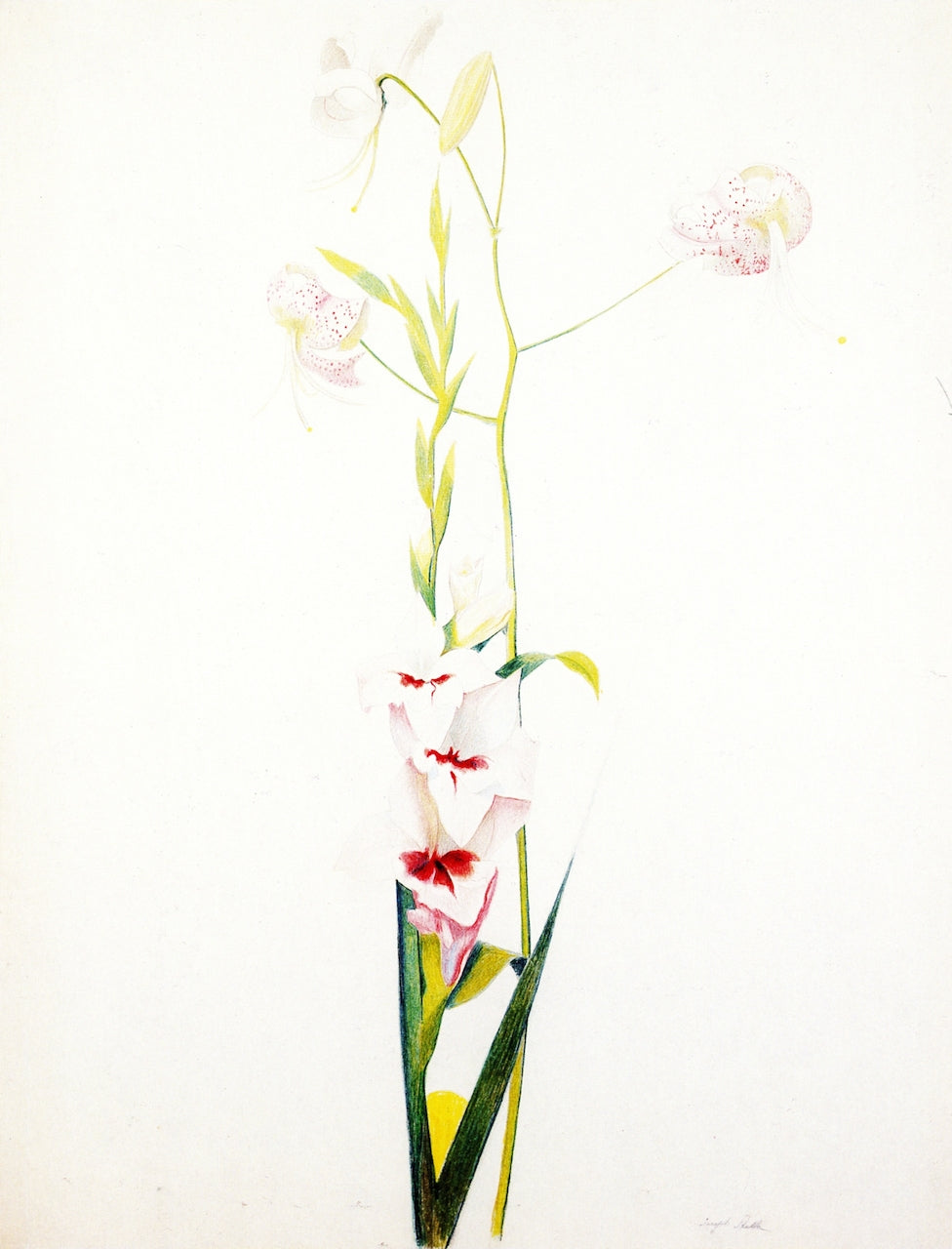 Gladiolus and Lilies by Joseph Stella,16x12(A3) Poster