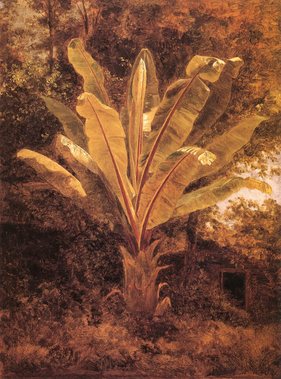 Plátano, vintage artwork by Jose María Velasco, 12x8" (A4) Poster