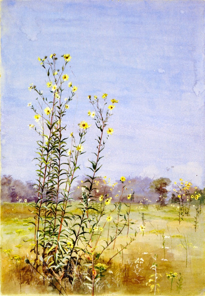 Daisies in a Meadow, vintage artwork by Fidelia Bridges, 12x8" (A4) Poster