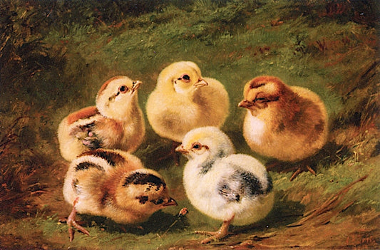 Baby  Chicks, vintage artwork by Arthur Fitzwilliam Tait, A3 (16x12") Poster Print