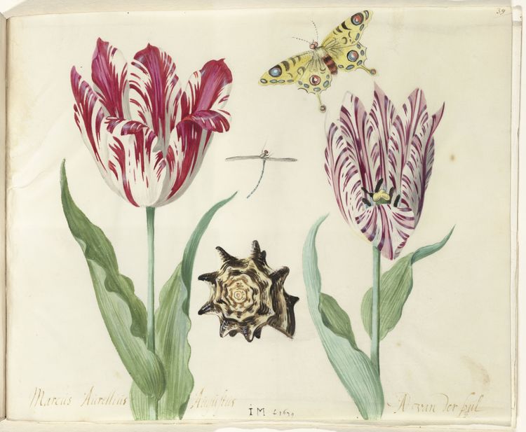 Two tulips, a shell, a butterfly and a dragonfly, vintage artwork by Jacob Marrel, 12x8" (A4) Poster