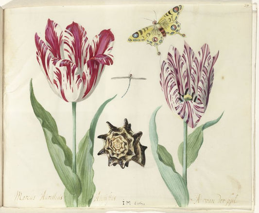 Two tulips, a shell, a butterfly and a dragonfly, vintage artwork by Jacob Marrel, 12x8" (A4) Poster