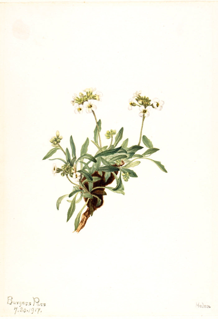 Arabis drummondii, vintage artwork by Mary Vaux Walcott, 12x8" (A4) Poster