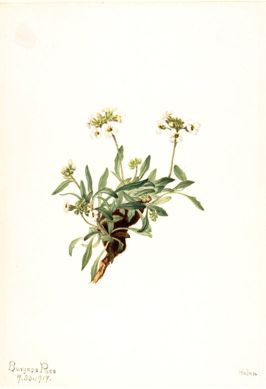 Arabis drummondii, vintage artwork by Mary Vaux Walcott, 12x8" (A4) Poster