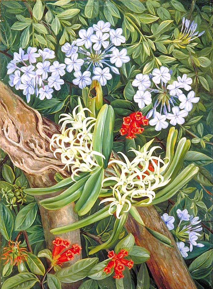 The Blue Plumbago in Contrast, Van Staaden's Kloof, vintage artwork by Marianne North, 12x8" (A4) Poster