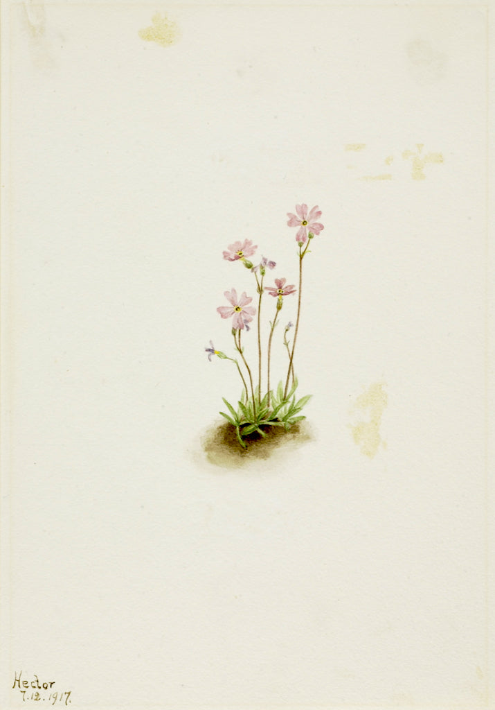 Alberta Primrose (Primula maccalliana), vintage artwork by Mary Vaux Walcott, 12x8" (A4) Poster