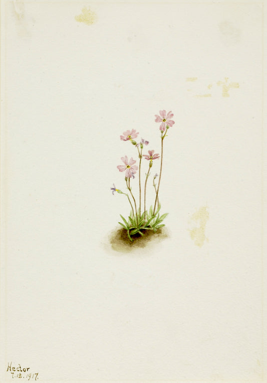 Alberta Primrose (Primula maccalliana), vintage artwork by Mary Vaux Walcott, 12x8" (A4) Poster