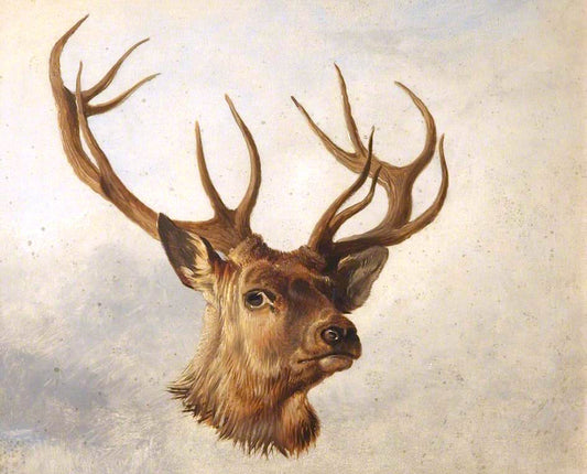 Head of a Stag (three-quarter profile), vintage artwork by Richard Ansdell, A3 (16x12") Poster Print