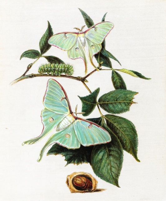 Green Moths, vintage artwork by Titian Ramsey Peale II, A3 (16x12") Poster Print