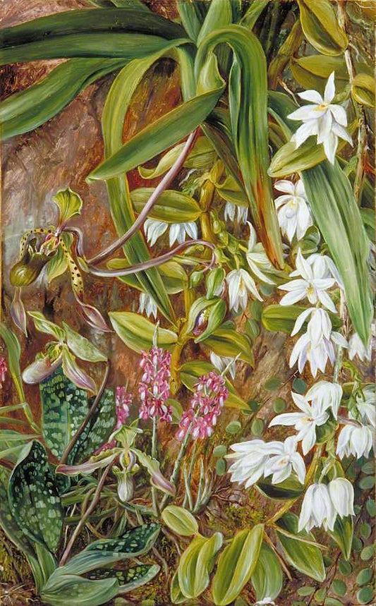 Bornean Orchids, vintage artwork by Marianne North, 12x8" (A4) Poster