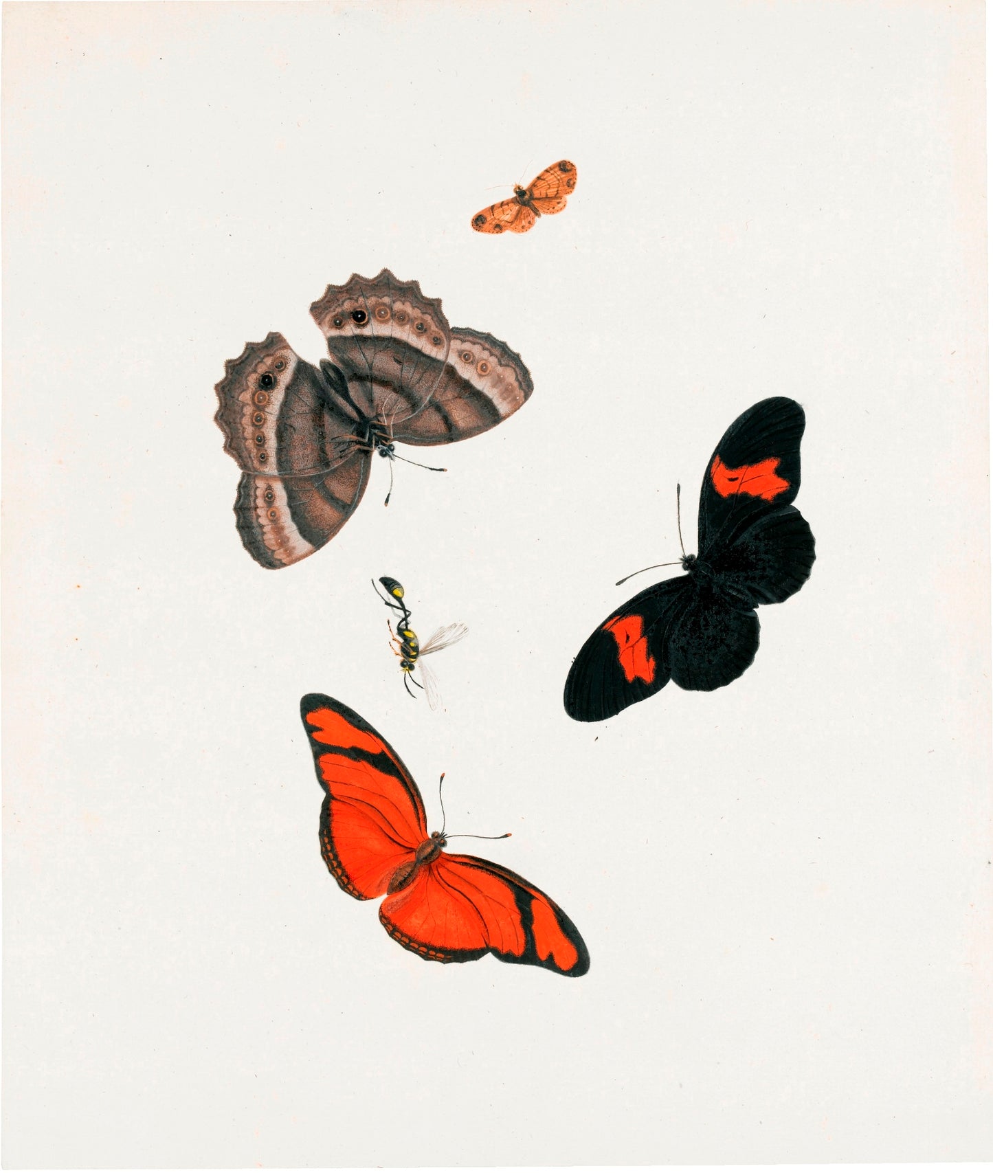 Three Butterflies, a Moth and a Wasp, vintage artwork by Johannes van Bronckhorst, 12x8" (A4) Poster