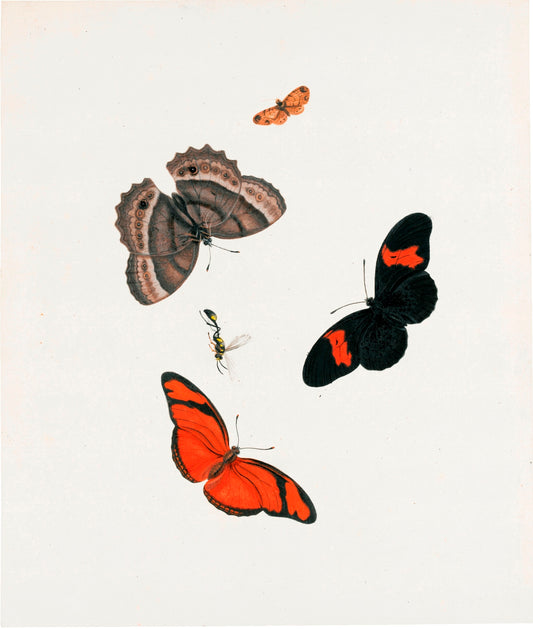 Three Butterflies, a Moth and a Wasp, vintage artwork by Johannes van Bronckhorst, 12x8" (A4) Poster