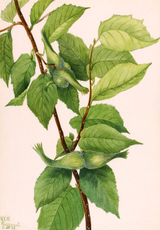 Beaked Hazelnut (Corylus rostrata), vintage artwork by Mary Vaux Walcott, 12x8" (A4) Poster