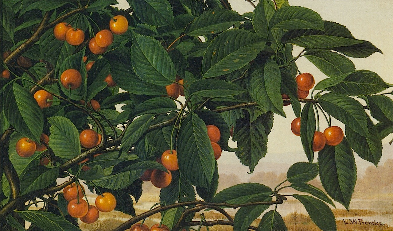 Cherries on a Bough, vintage artwork by Levi Wells Prentice, 12x8" (A4) Poster