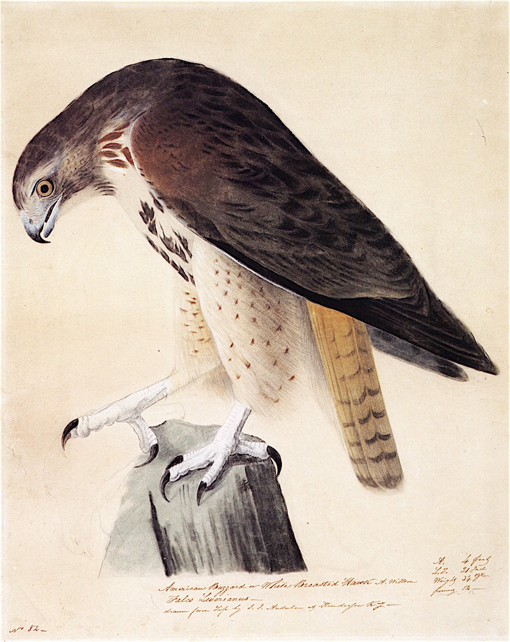 American Buzzard or White Breasted Hawk, vintage artwork by John James Audubon, 12x8" (A4) Poster